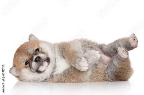 Foto: Shiba Inu puppy on white background Shiba Inu puppy on white background