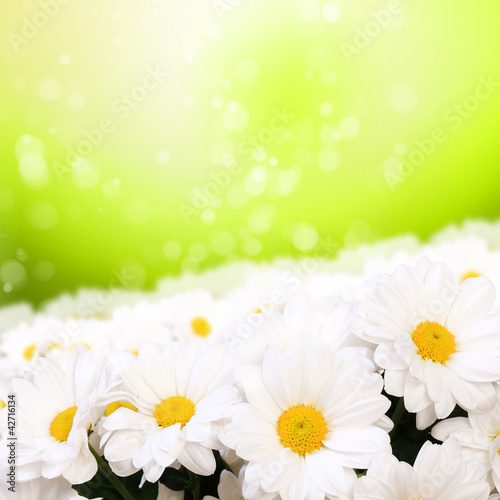 Foto: Colourful background with camomiles Colourful background with camomiles