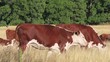 Video: cows cows