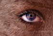 closeup of an eye of a woman with fur on face as if a wold woman