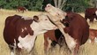 Video: cows kissing cows kissing