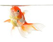 Gold fish. Isolation on the white