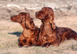 Dog friends