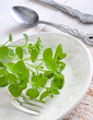 Salat - Kräuter