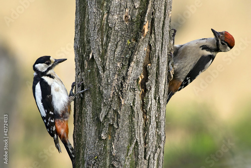 Photo: Woodpeckers Woodpeckers