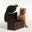 Old treasure chest with pirate bird and dog
