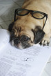 Dog Fell Asleep while doing her homework