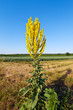 Königskerze Verbascum