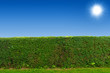 Hecke und Sonne
