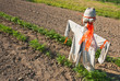 Foto: Vogelscheuche Puppe Feld Vogelscheuche Puppe Feld