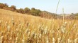 Grano movie