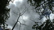 Video: Ominous Dead Tree In The Jungle Ominous Dead Tree In The Jungle
