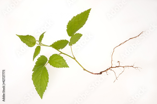 Photo: Raspberry Raspberry