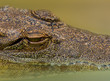 Closeup of a crocodile with its head partially submerged