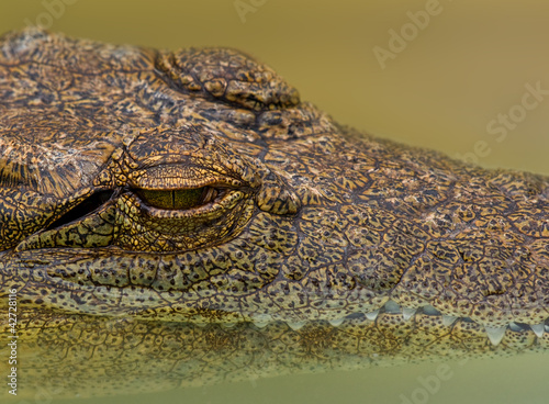 Photo: Closeup of a crocodile with its head partially submerged Closeup of a crocodile with its head partially submerged