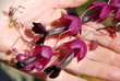 Foto: Rhodochiton sanquineum Purple Bells Rhodochiton sanquineum Purple Bells