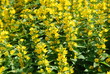 Foto: Gold-Felberich Lysimachia punctata Gold-Felberich Lysimachia punctata