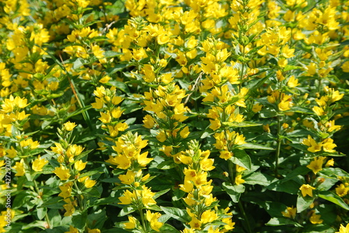 Foto: Gold-Felberich Lysimachia punctata Gold-Felberich Lysimachia punctata