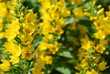 Foto: Gold-Felberich Lysimachia punctata Gold-Felberich Lysimachia punctata