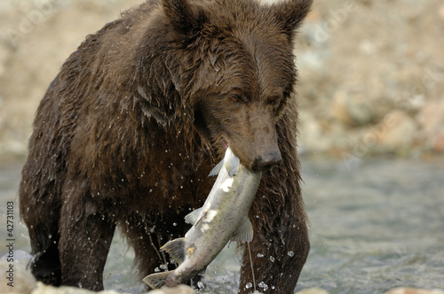 Photo: Grizzly Bear catching salmon. Grizzly Bear catching salmon.