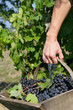 Man picking grapes