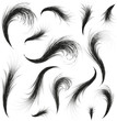 feathers silhouettes