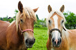 two horses