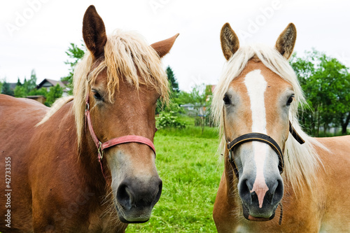 Photo: two horses two horses