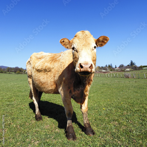 Photo: the most beautiful cow the most beautiful cow