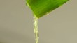 Aloe vera Saft läuft