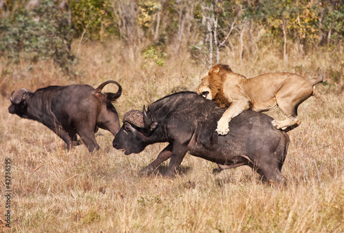 Photo: Male lion attack huge buffalo bull Male lion attack huge buffalo bull
