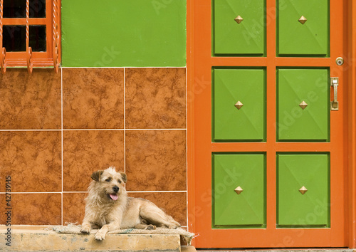 Foto: Dog Resting by Colorful Wall Dog Resting by Colorful Wall