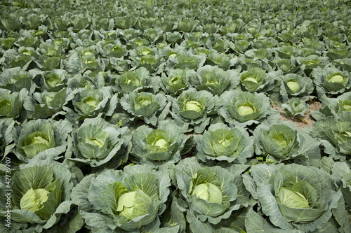 Photo: cabbages cabbages
