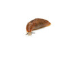 Slug - the slowest animal. It creeps on a white background.
