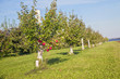 Honeycrisp Apple Orchard