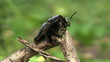 Video: Large Black Bumble Bee In Thailand-Close Up Large Black Bumble Bee In Thailand-Close Up
