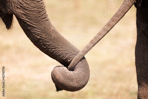 Foto: elephant love elephant love