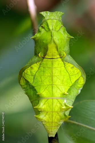 Photo: butterfly pupa face butterfly pupa face