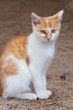 Armes Katerchen