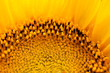 Girasole