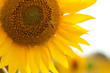 Girasole