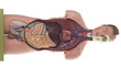 Video: Male human body anatomical model Male human body anatomical model