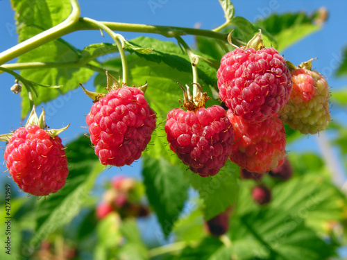 Photo: ripe raspberry ripe raspberry