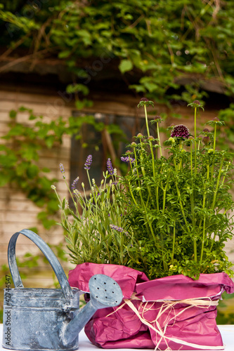 Photo: Stillleben im Garten, still life in a garden Stillleben im Garten, still life in a garden