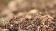 ants
