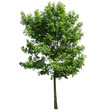 Photo: Tree isolated on white background Tree isolated on white background