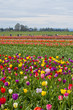 Colorful field of tulip flowers in bloom