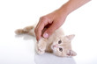 Behütete Katze