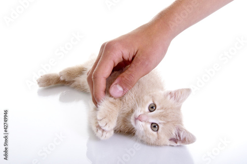 Foto: Behütete Katze Behütete Katze