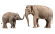 Little elephant calf with his mother